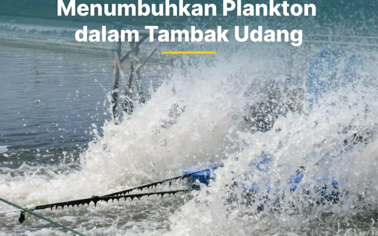 jenis pupuk untuk menumbuhkan plankton tambak udang