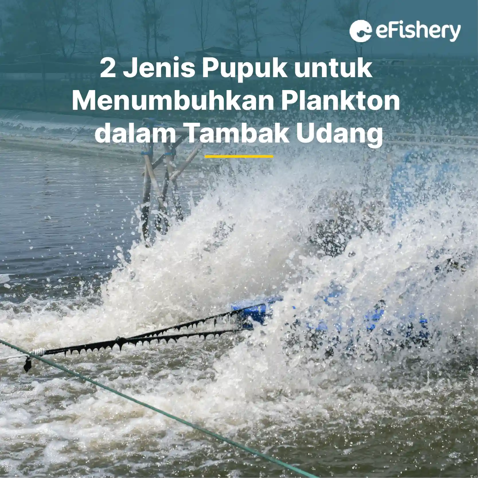 jenis pupuk untuk menumbuhkan plankton tambak udang