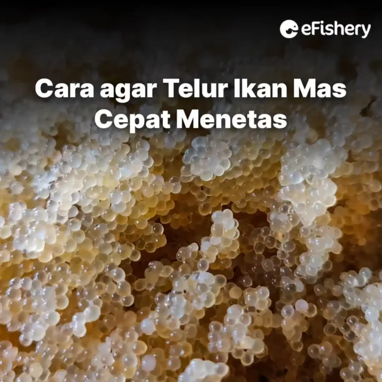 telur ikan mas