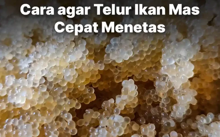 telur ikan mas