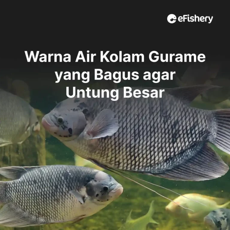 warna air kolam gurame yang bagus