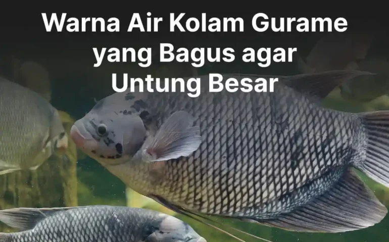 warna air kolam gurame yang bagus