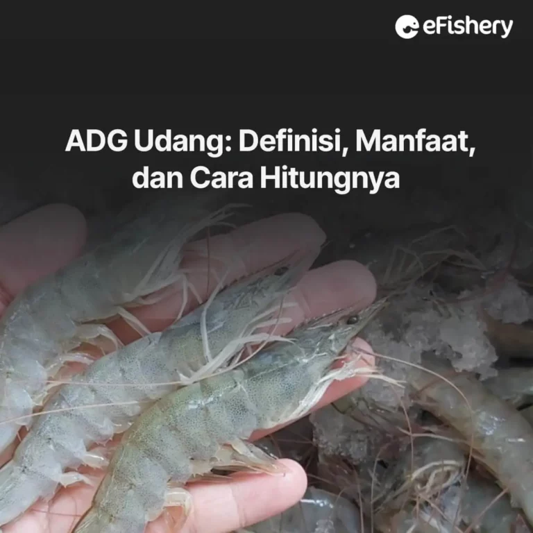 definisi, manfaat, dan cara hitung adg udang