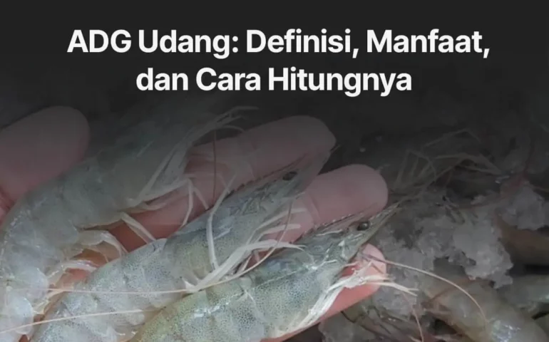 definisi, manfaat, dan cara hitung adg udang