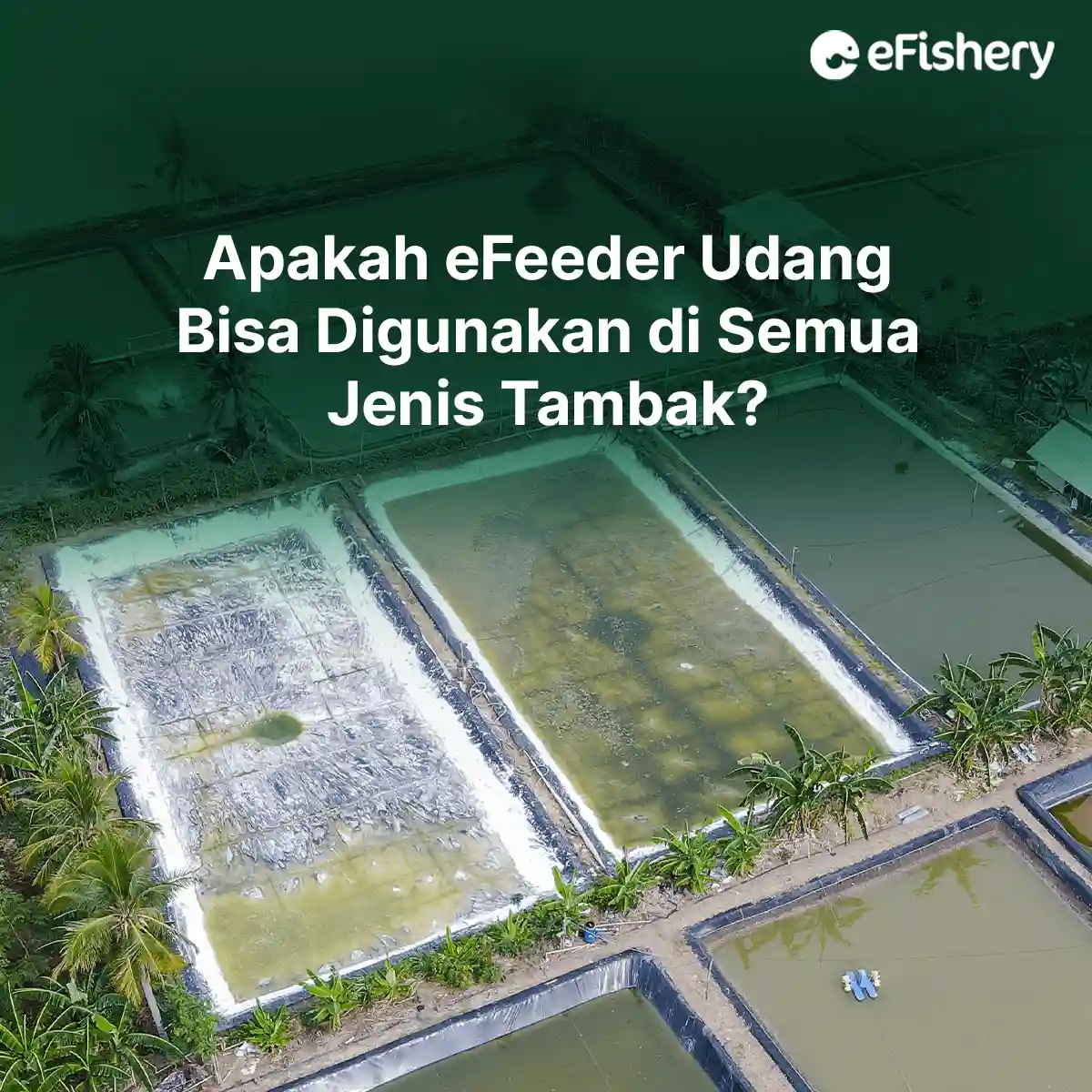 apakah efeeder udang bisa digunakan di semua tambak