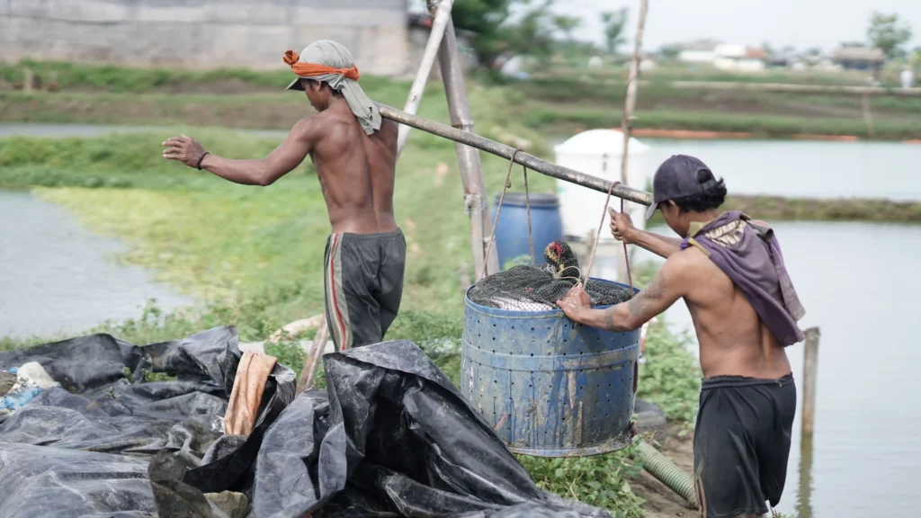 cara jual ikan di tempat terdekat