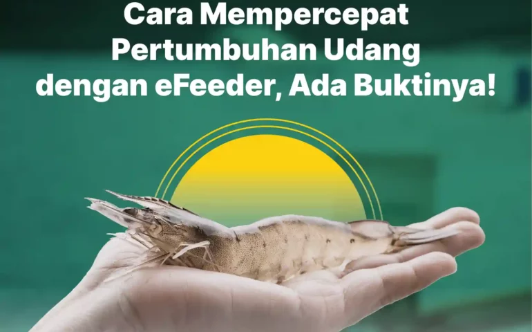 cara mempercepat pertumbuahn udang dengan efeeder