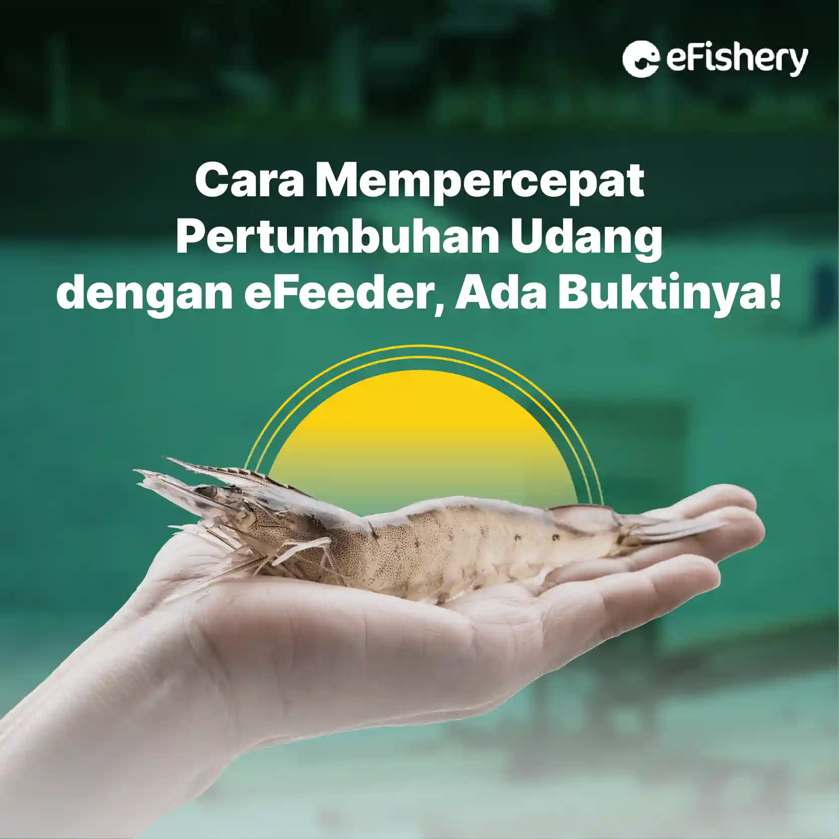 cara mempercepat pertumbuahn udang dengan efeeder