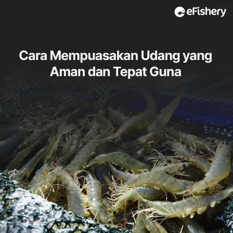 cara mempuasakan udang