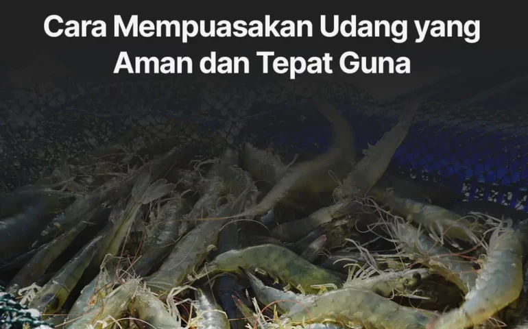 cara mempuasakan udang