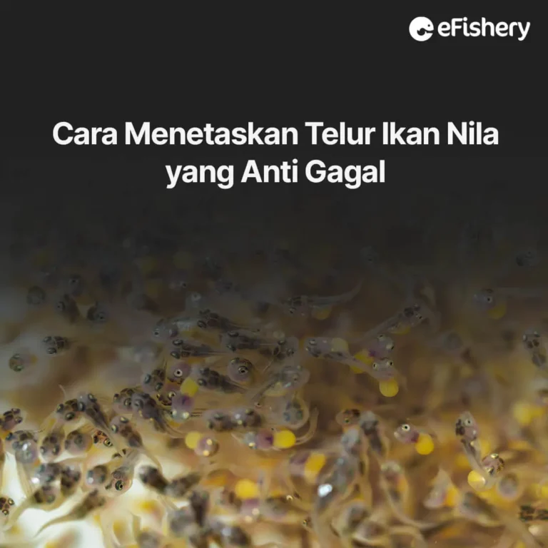 cara menetaskan telur ikan nila