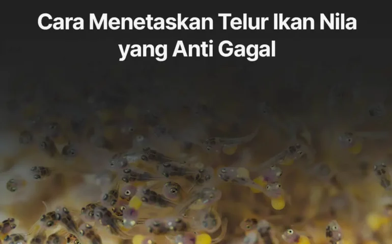 cara menetaskan telur ikan nila