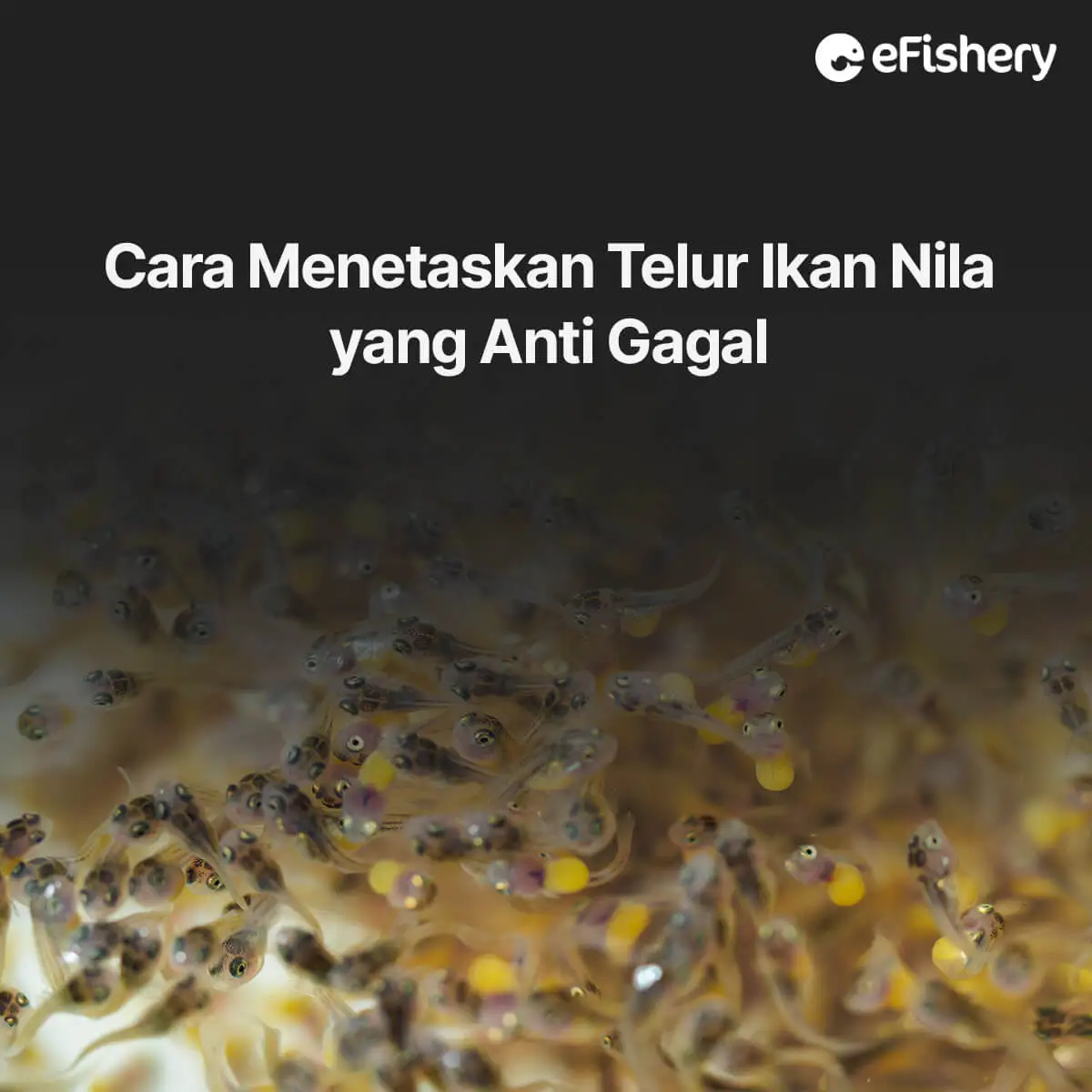 cara menetaskan telur ikan nila