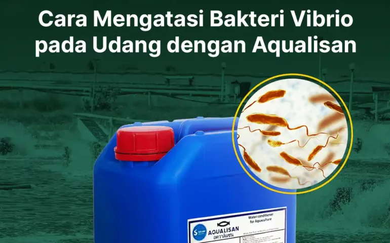 cara mengatasi bakteri vibrio pada udang dengan aqualisan