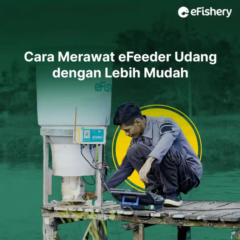 cara merawat efeeder udang