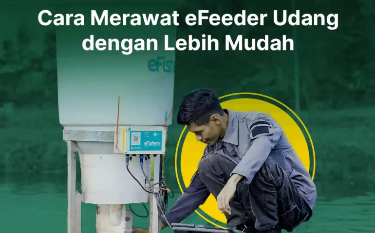 cara merawat efeeder udang