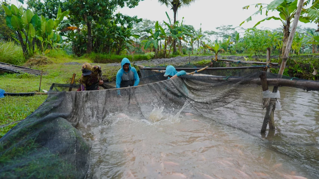 cara pemanenan ikan gurame