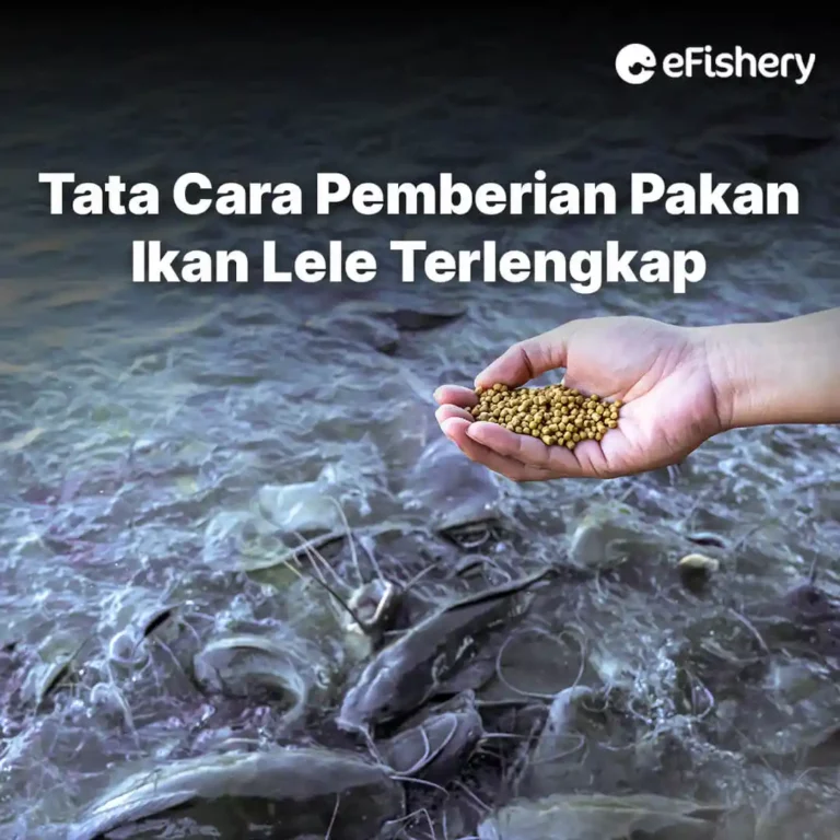 cara pemberian pakan ikan lele