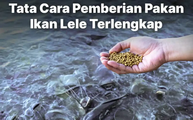 cara pemberian pakan ikan lele