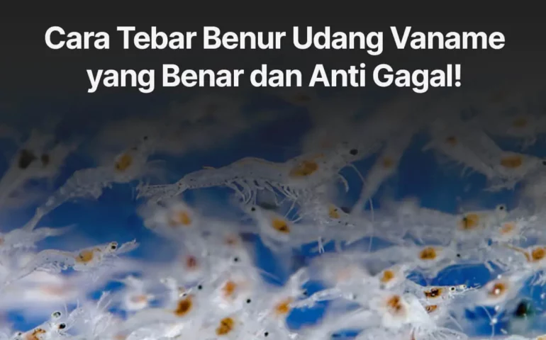 cara tebar benur udang vaname yang benar dan anti gagal