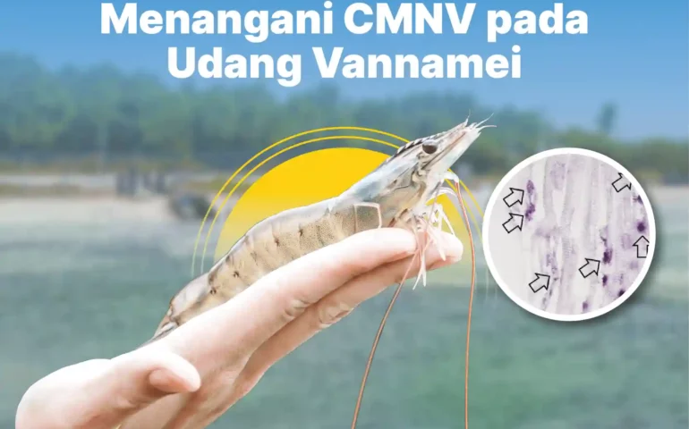 cmnv pada udang vannamei