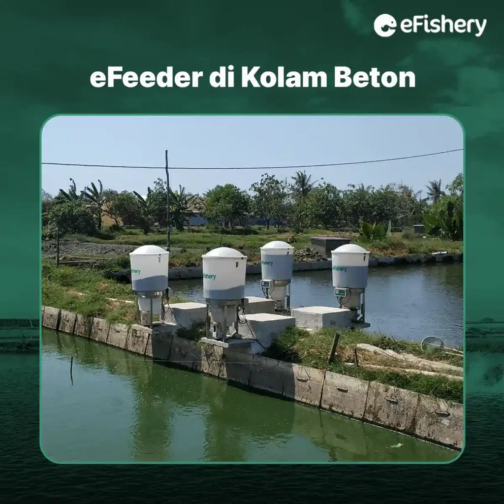 efeeder di kolam beton