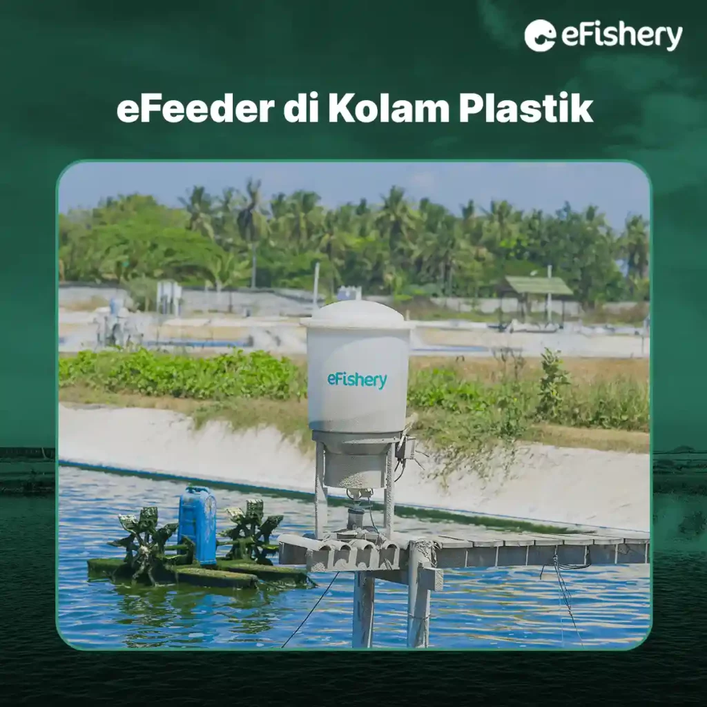 efeeder di kolam plastik