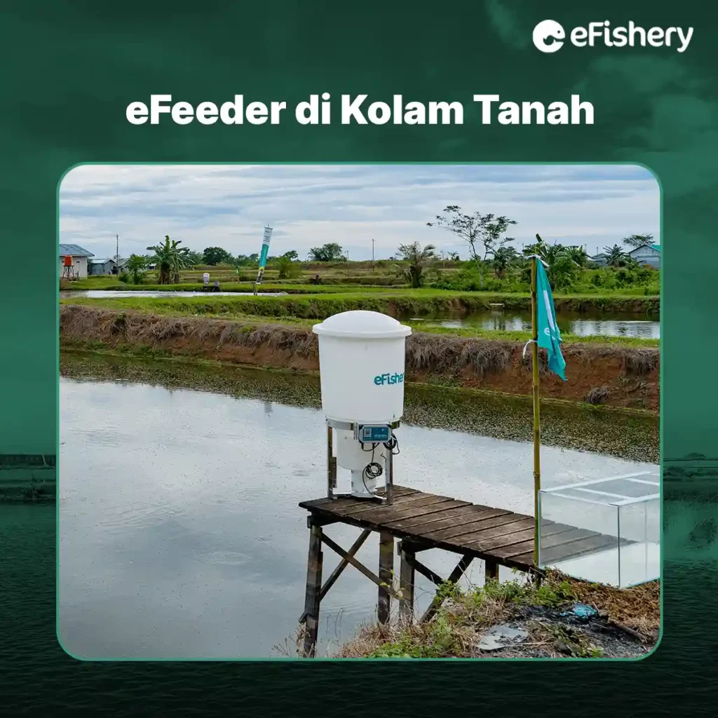 efeeder di kolam tanah