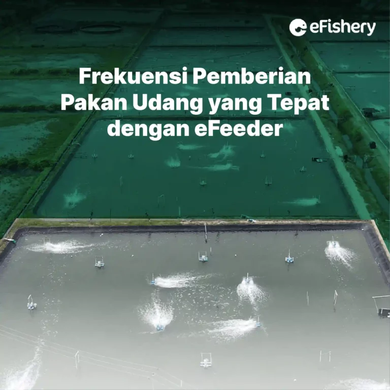 frekuensi pemberian pakan udang yang tepat dengan efeeder