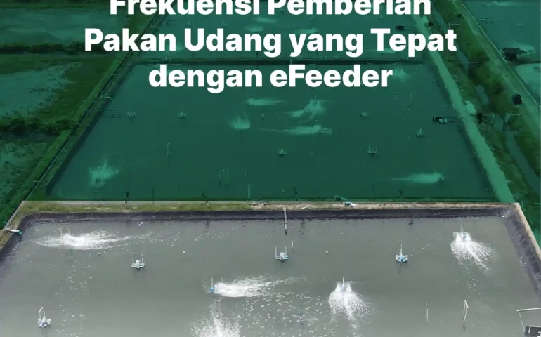 frekuensi pemberian pakan udang yang tepat dengan efeeder