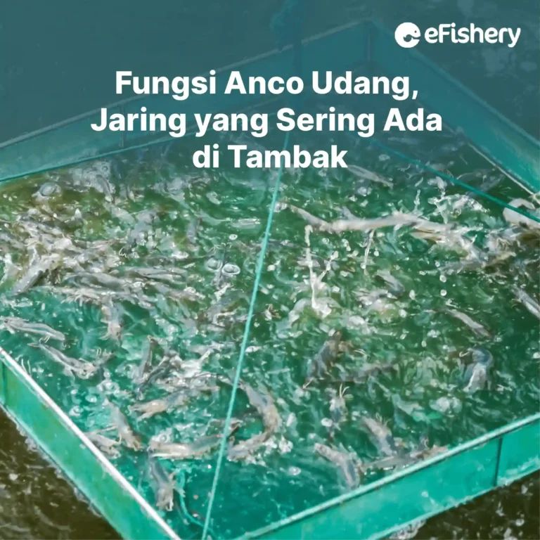 fungsi anco udang di tambak