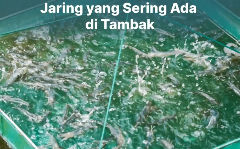 fungsi anco udang di tambak