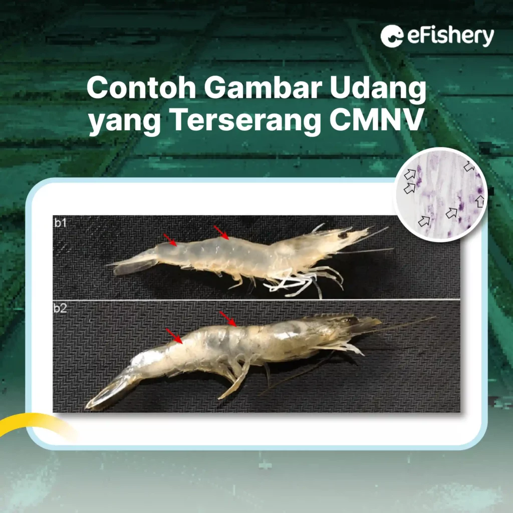 gambar udang terserang cmnv