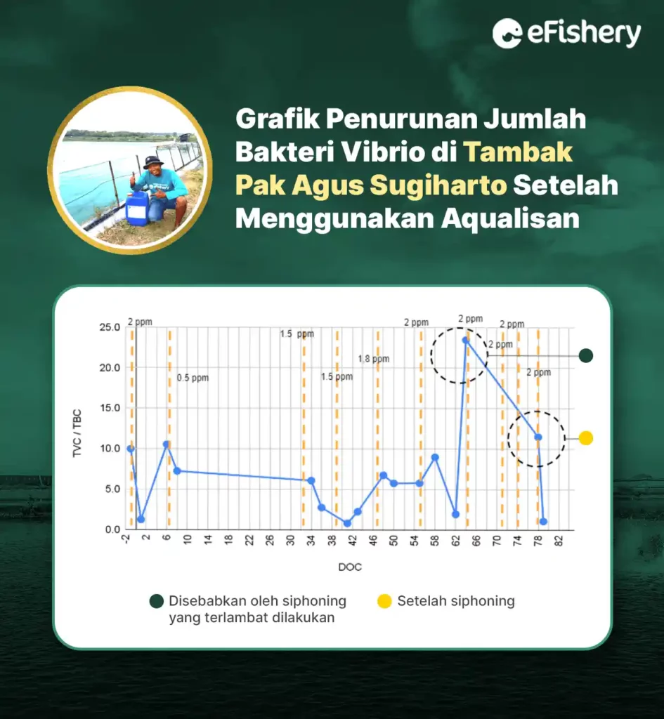 grafik penurunan jumlah bakteri vibrio di tambak pak agus sugiharto setelah menggunakan aqualisan