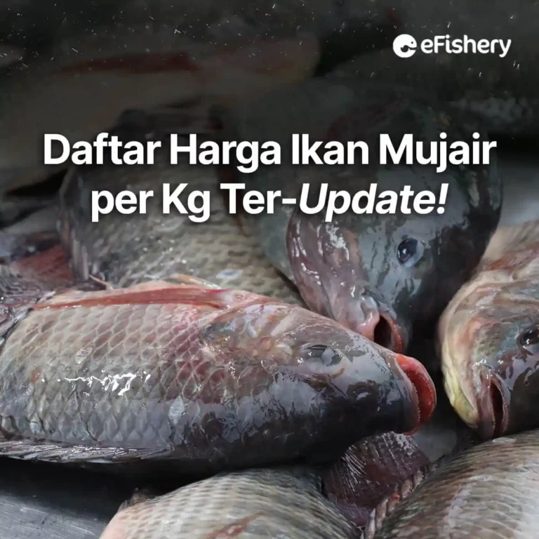 Daftar Harga Ikan Mujair Per Kg Ter Update