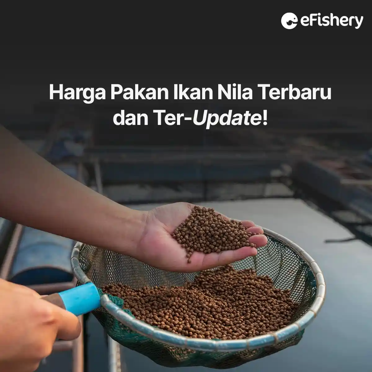 harga pakan ikan nila