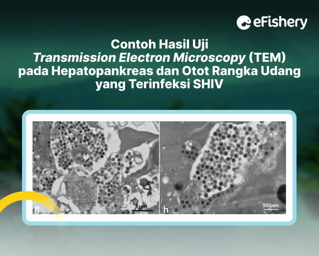 hasil uji tem udang terinfeksi shiv