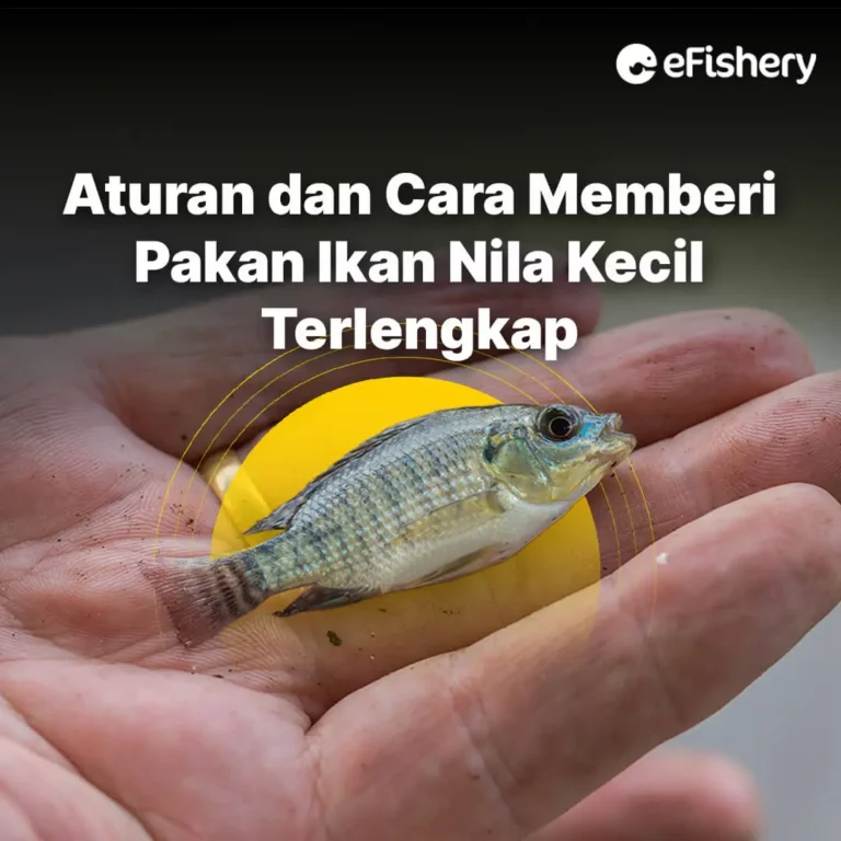 ikan nila kecil