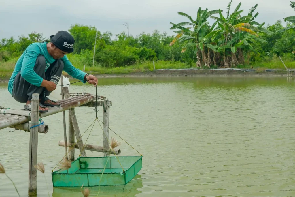 illustrasi anco udang