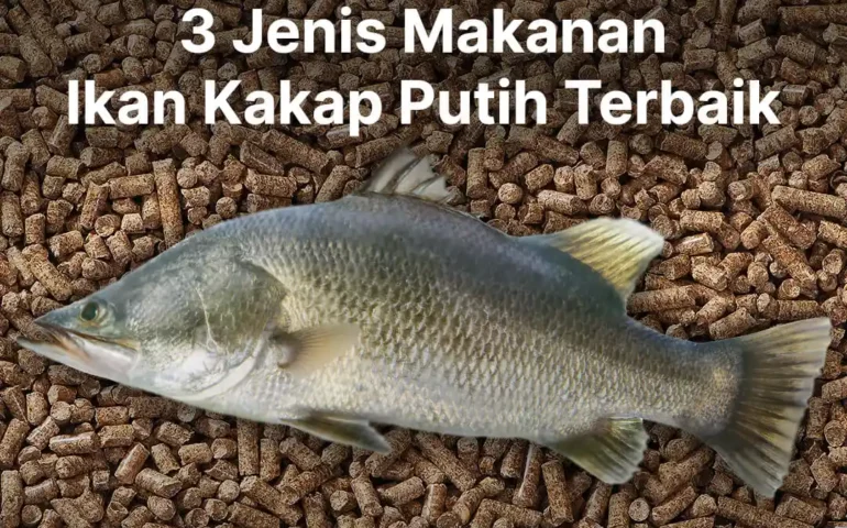 makanan ikan kakap putih