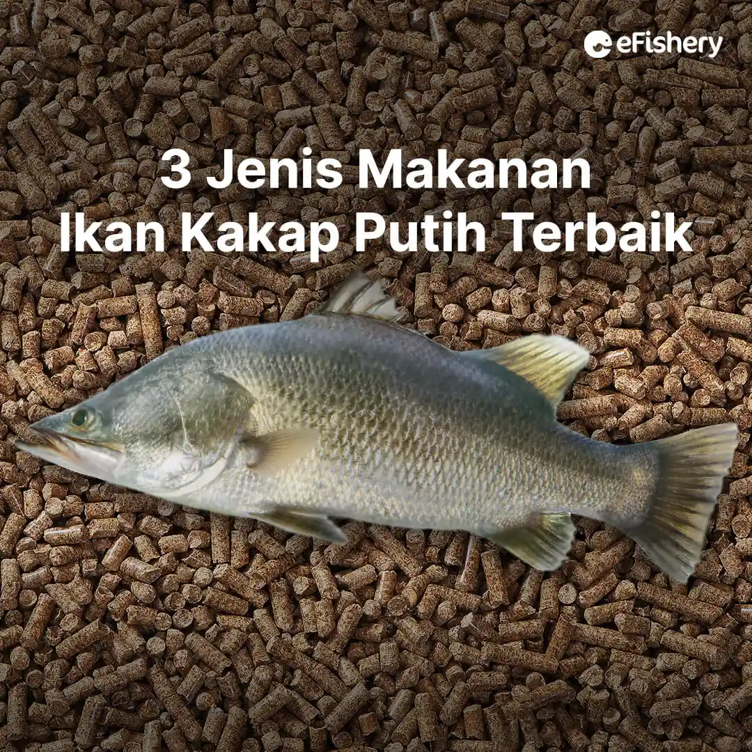 makanan ikan kakap putih