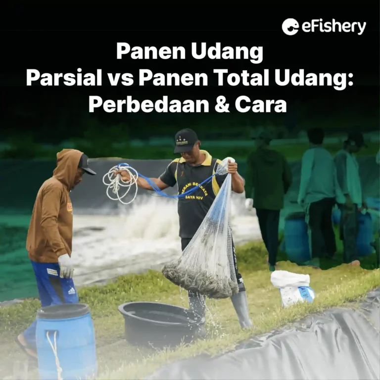 panen parsial dan panen total udang