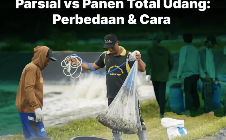 panen parsial dan panen total udang