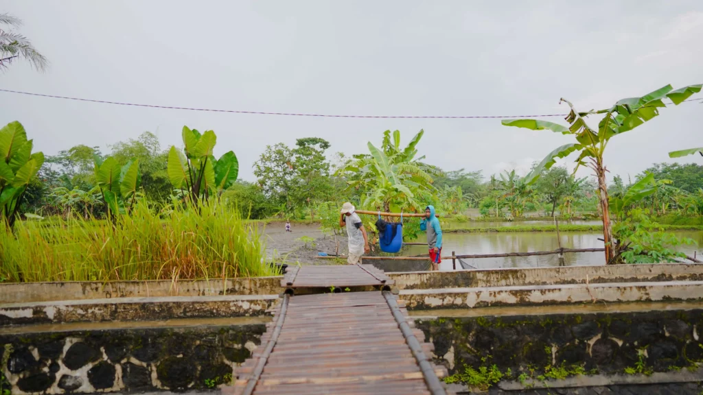 pasca panen ikan gurame