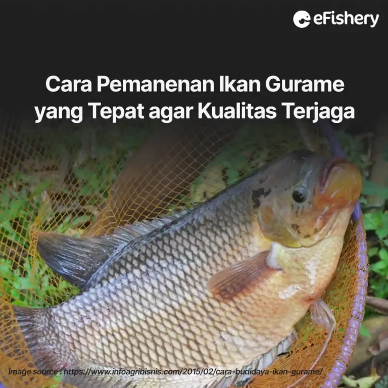 pemanenan ikan gurame