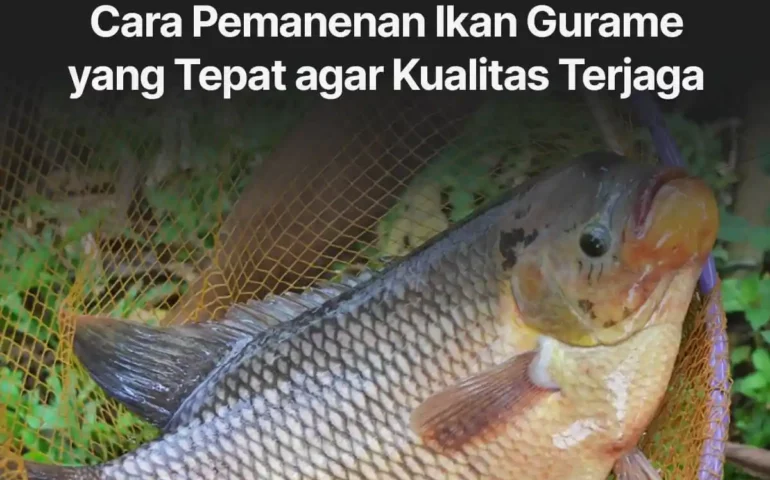 pemanenan ikan gurame