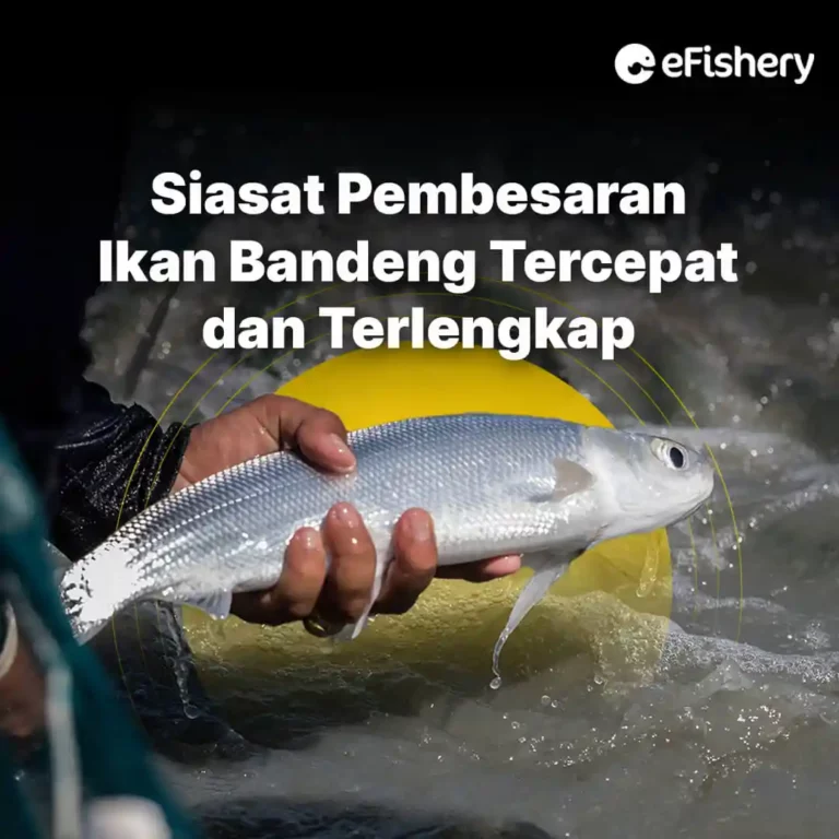 pembesaran ikan bandeng