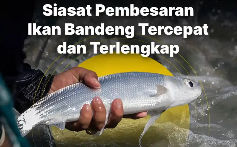 pembesaran ikan bandeng