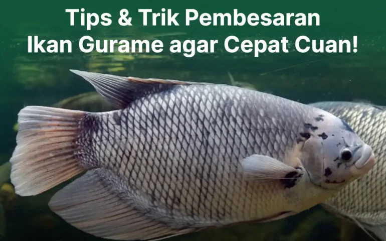 pembesaran ikan gurame