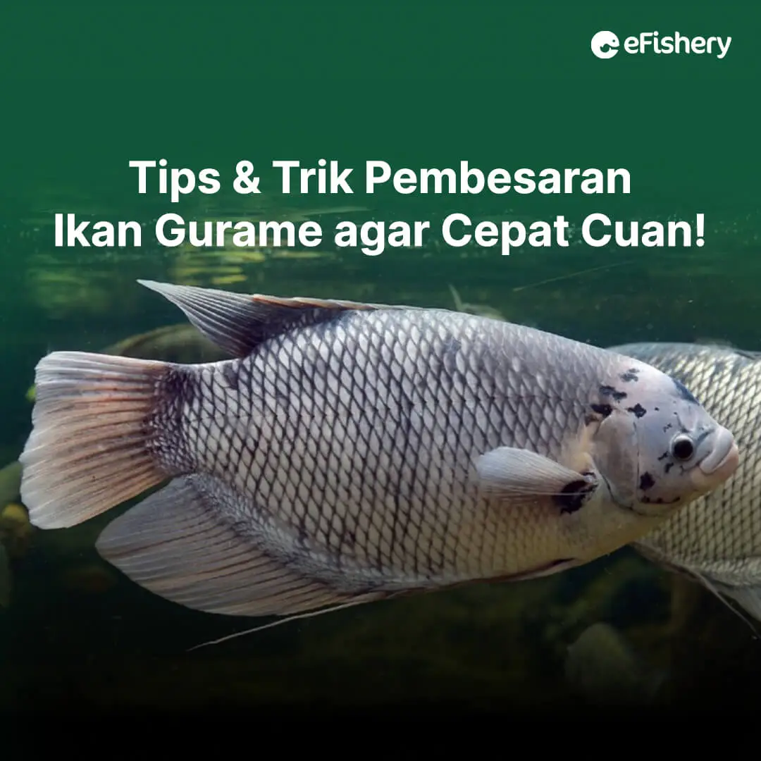 pembesaran ikan gurame